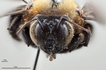 Media type: image;   Entomology 810641 Aspect: head frontal view